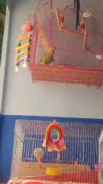 طوطی ملنگو|پرنده|بوشهر, |دیوار