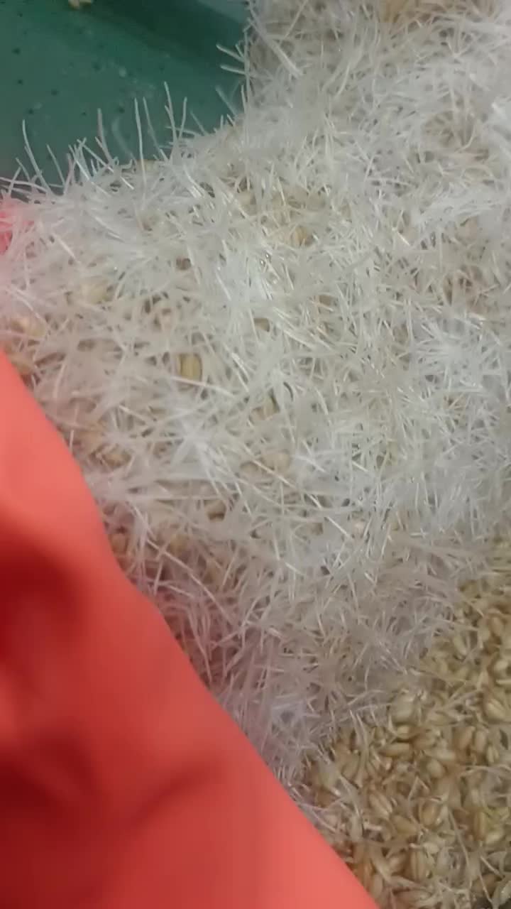 دستگاه جوانه ساز اتومات صنعتی|ماشین‌آلات صنعتی|تهران, پامنار|دیوار