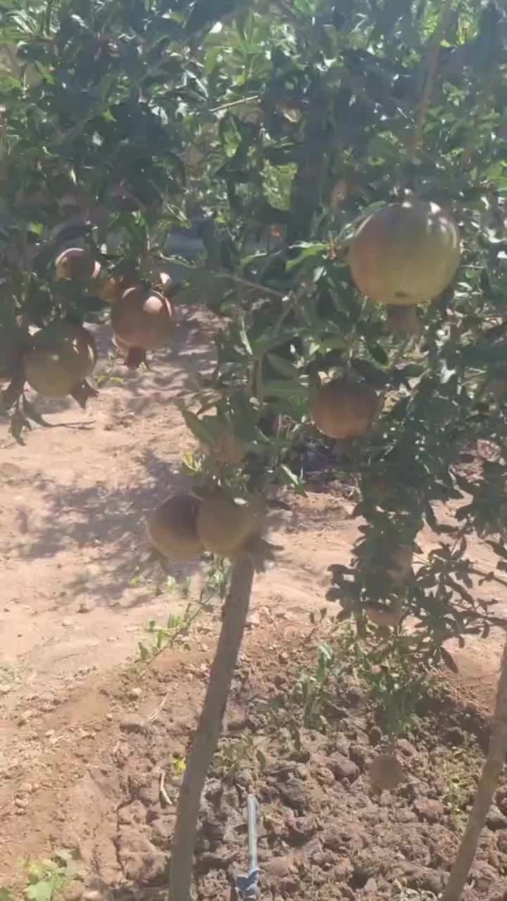 تولید گل وچمن. باغبانی. گلخانه فضای سبز|خدمات باغبانی و درختکاری|مشهد, کاظم آباد|دیوار