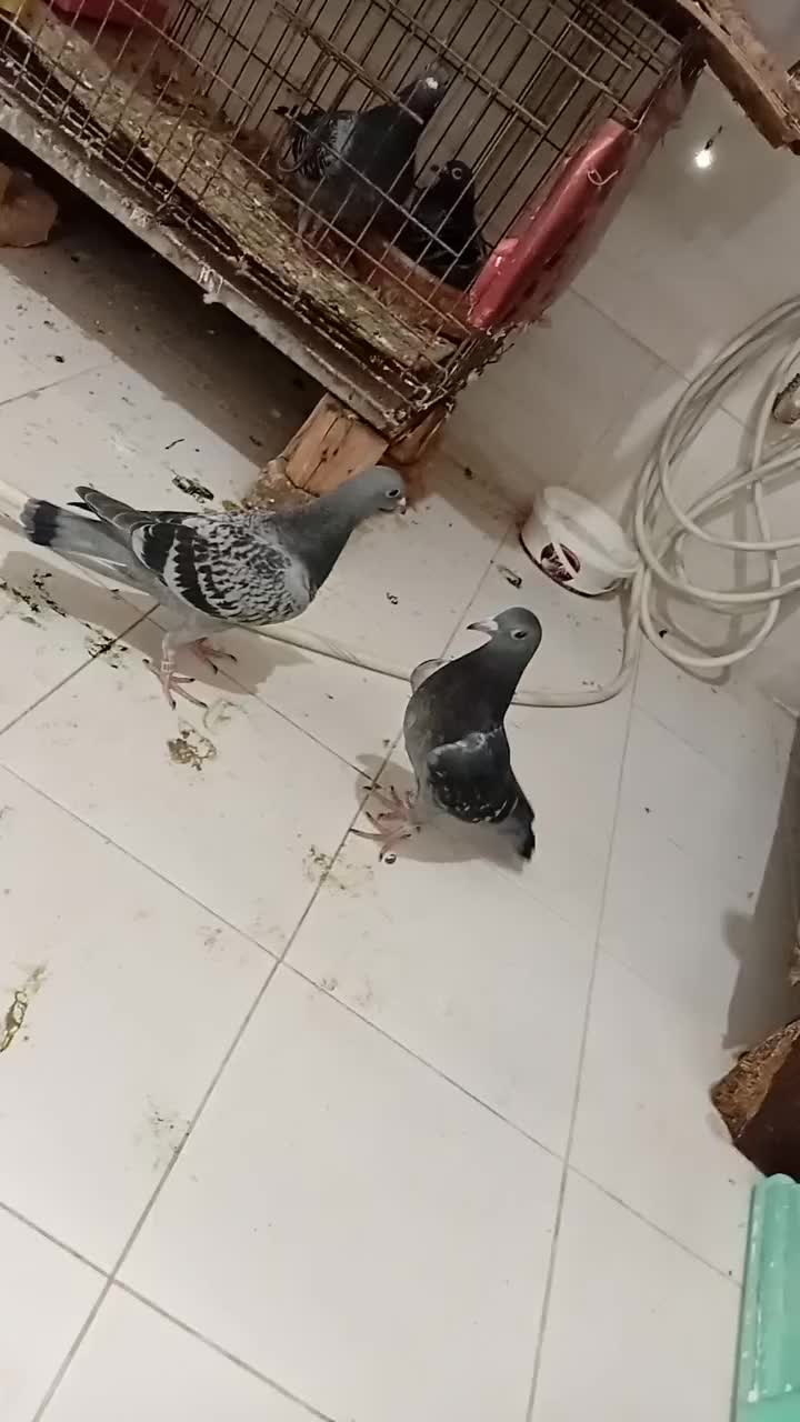 جوجه هیچ پر|پرنده|اهواز, طالقانی|دیوار