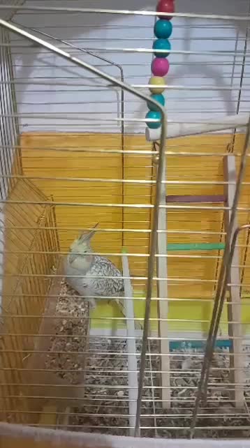 عروس هلندی|پرنده|زنده رود, |دیوار