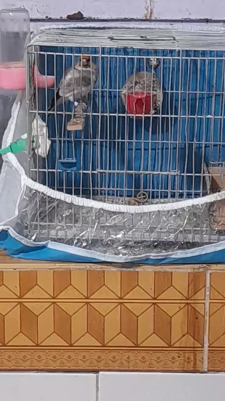 سهره|پرنده|مشهد, مقدم|دیوار