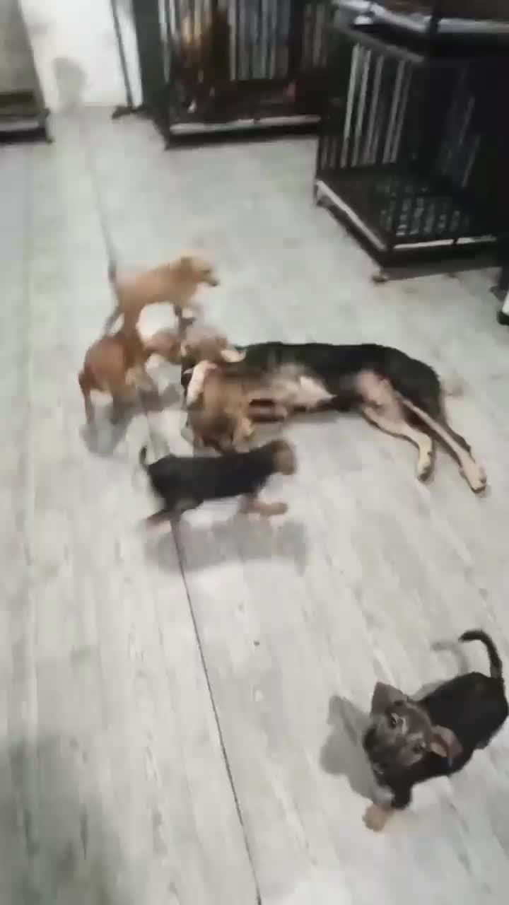 سگ میکس بومی|سگ|رشت, فرزانه|دیوار