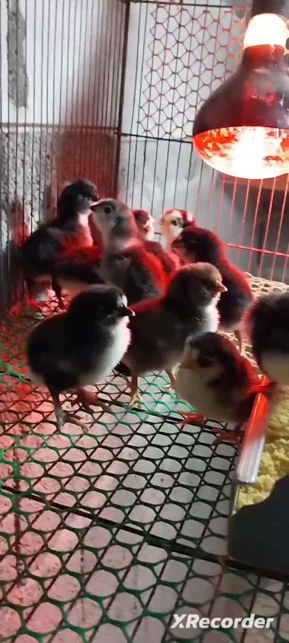 جوجه مرغ و خروس گلین|حیوانات مزرعه|رشت, بوسار|دیوار