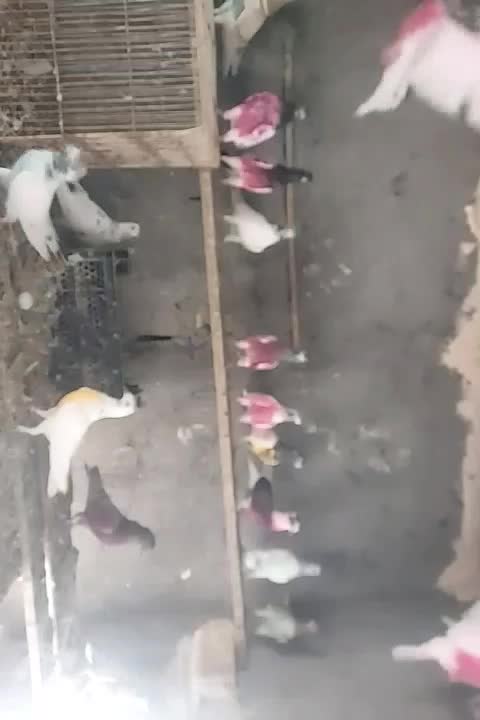 کفتر|پرنده|آسمینون, |دیوار