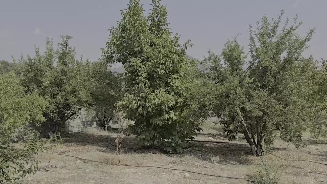باغ گردو باغشهری۱۱۵۰متری باساختمان ۷۵متری و دیوار|فروش زمین و ملک کلنگی|شیراز, فرهنگ شهر|دیوار