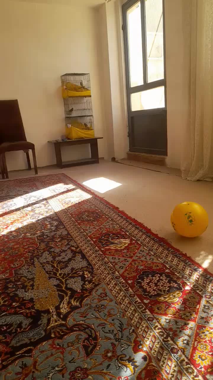 قناری قرص سره خاکی|پرنده|هشتگرد, فاز ۲ مهستان|دیوار