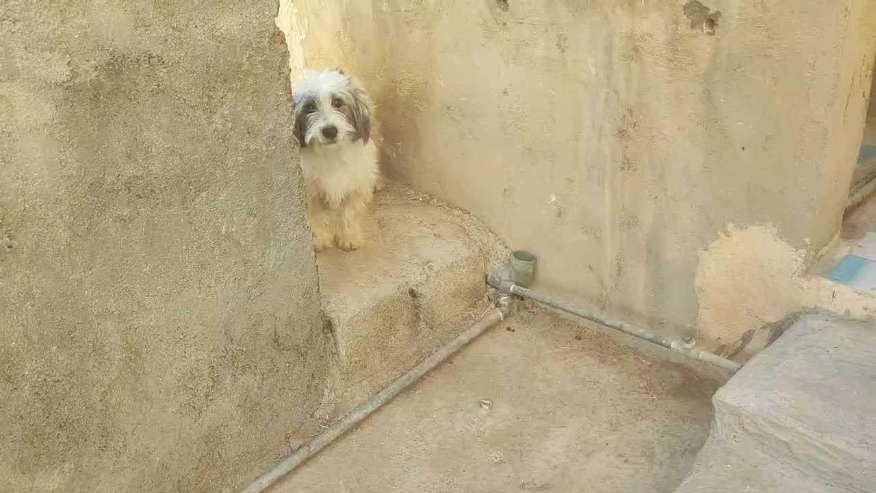 سگ پاکوتاه|سگ|سعدآباد, |دیوار