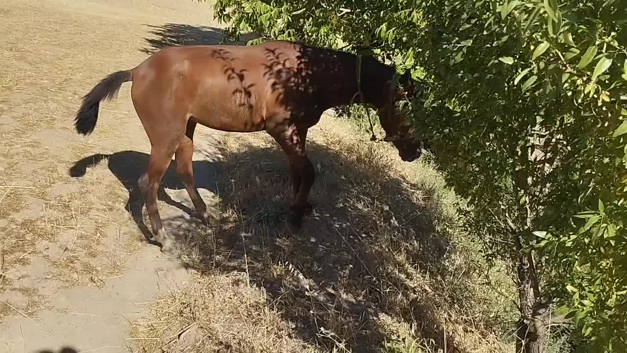 اسب|اسب و تجهیزات اسب‌سواری|کلاترزان, |دیوار