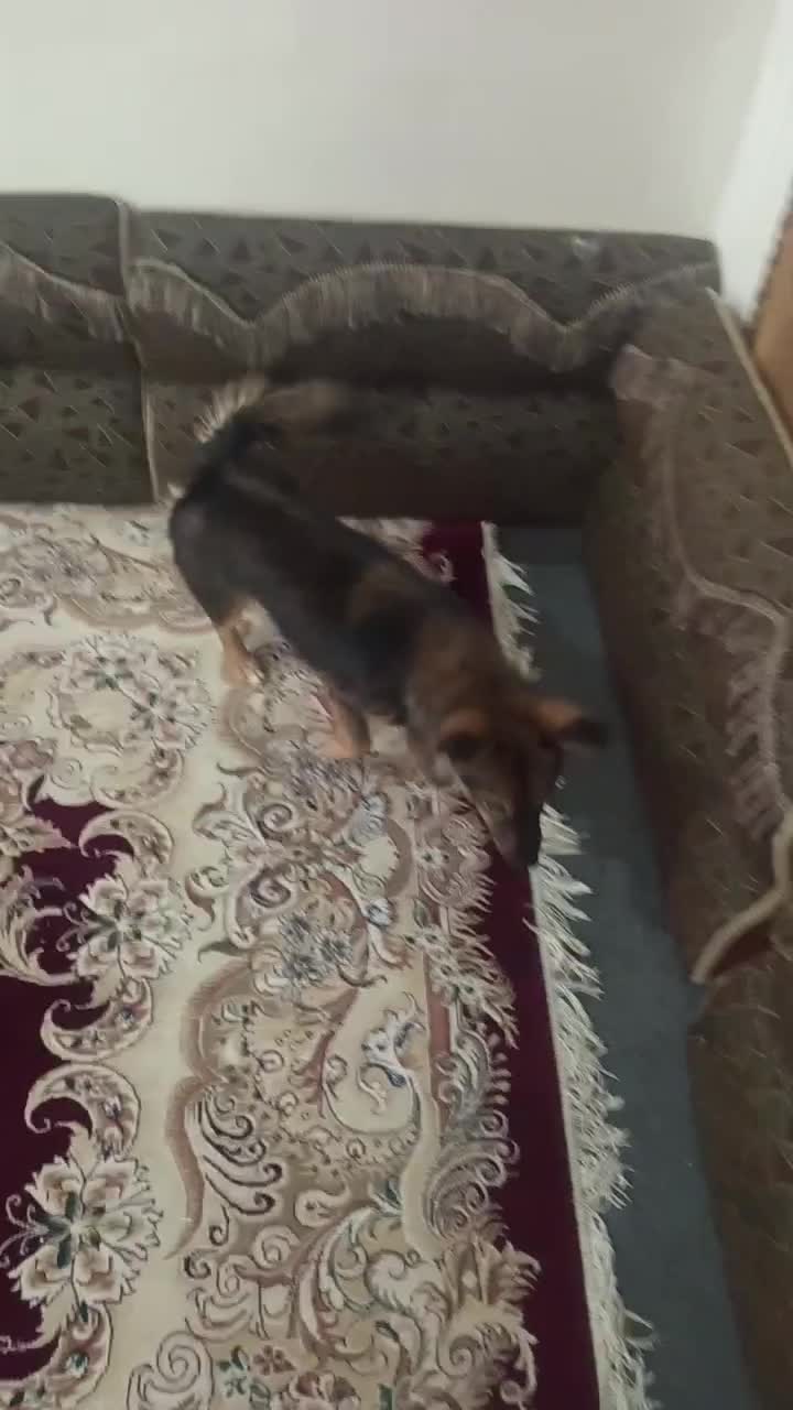 سگ نر|سگ|شیراز, رکنآباد|دیوار