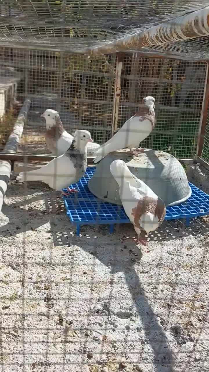 چهار عدد طوقی نر|پرنده|ابرکوه, |دیوار