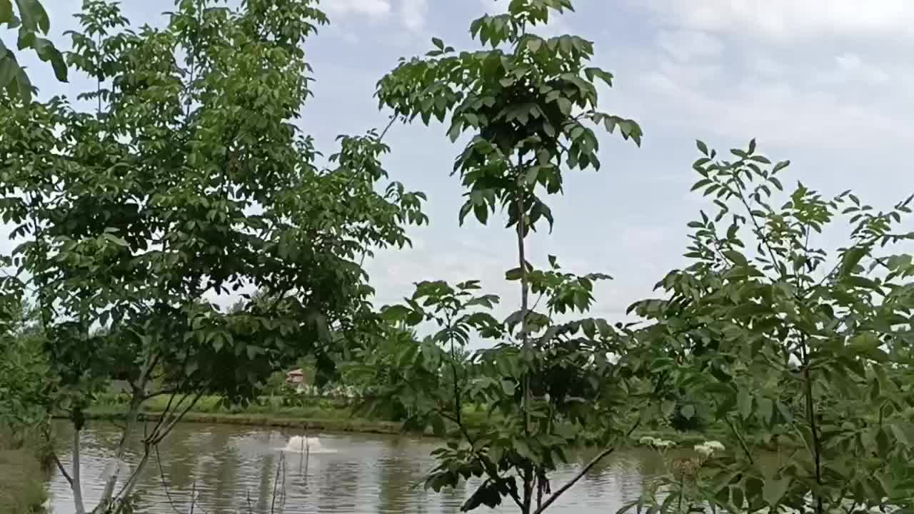 اجاره روزانه سوئیت  ویلا برای مسافر|اجارهٔ کوتاه‌مدت آپارتمان و سوئیت|رشت, حومه رشت|دیوار