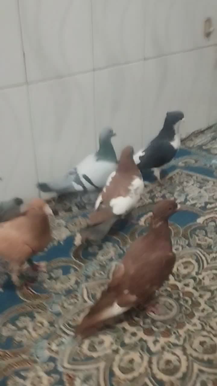 کبوتر رنگی|پرنده|پسکوه, |دیوار