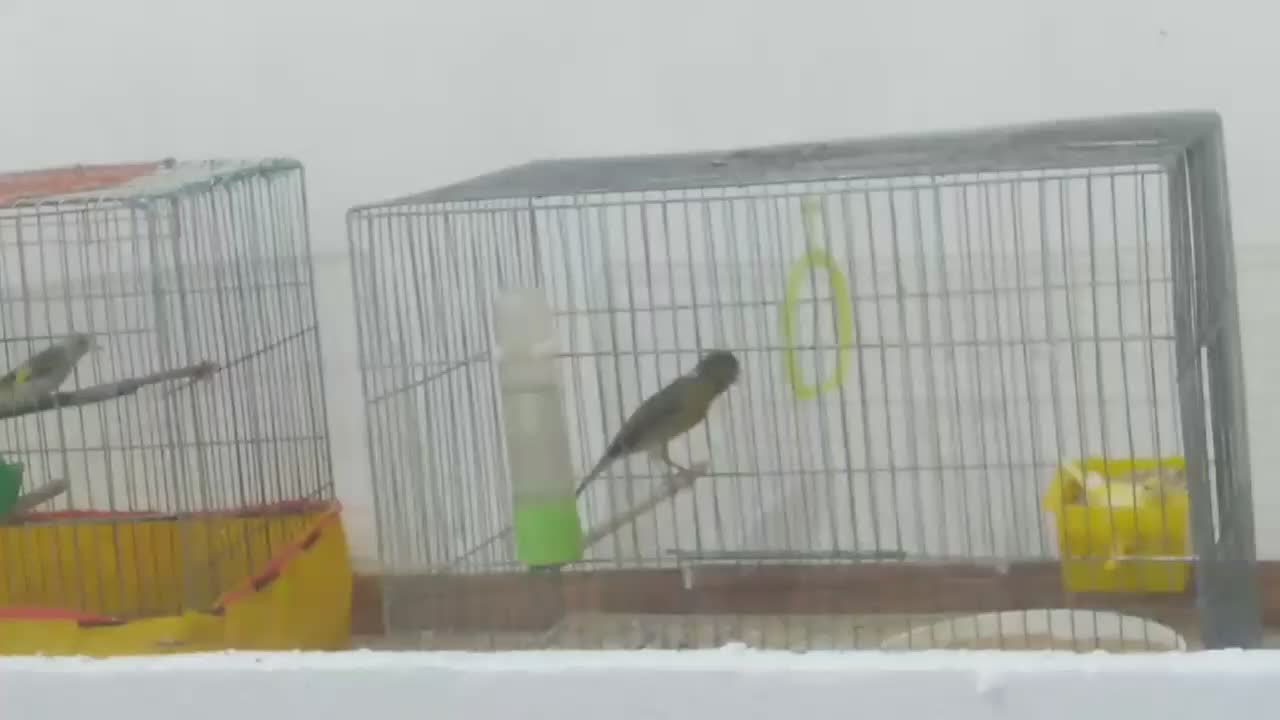 پرنده قفسی|پرنده|آبدانان, |دیوار