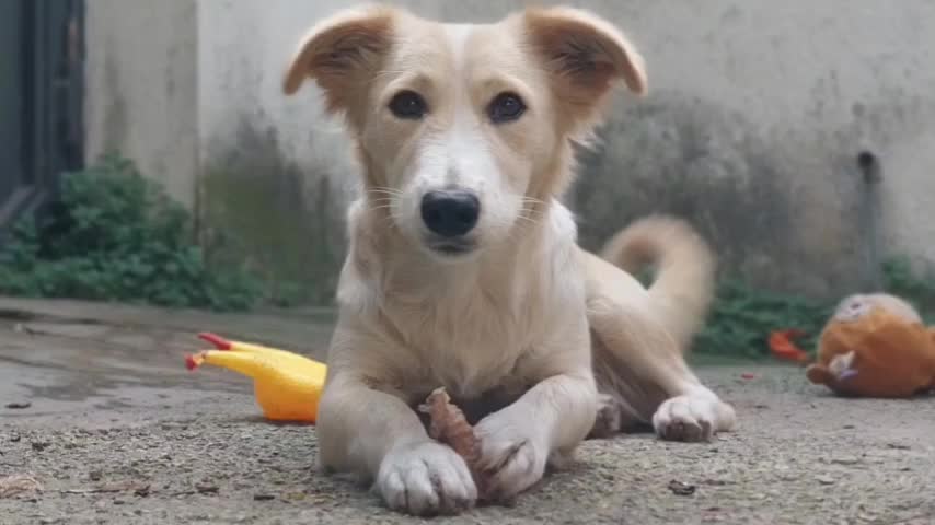 واگذاری رایگان سگ (اشپیتز)|سگ|قائمشهر, |دیوار