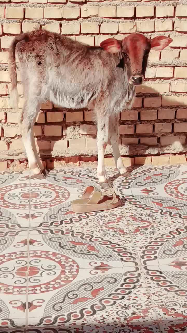 گاو یا گوساله|حیوانات مزرعه|شادگان, |دیوار