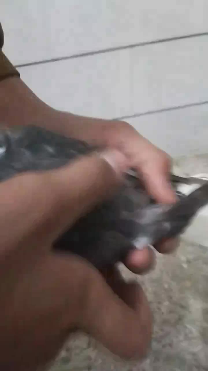 قیمت کبوترها بسیار خوب|پرنده|اقلید, |دیوار