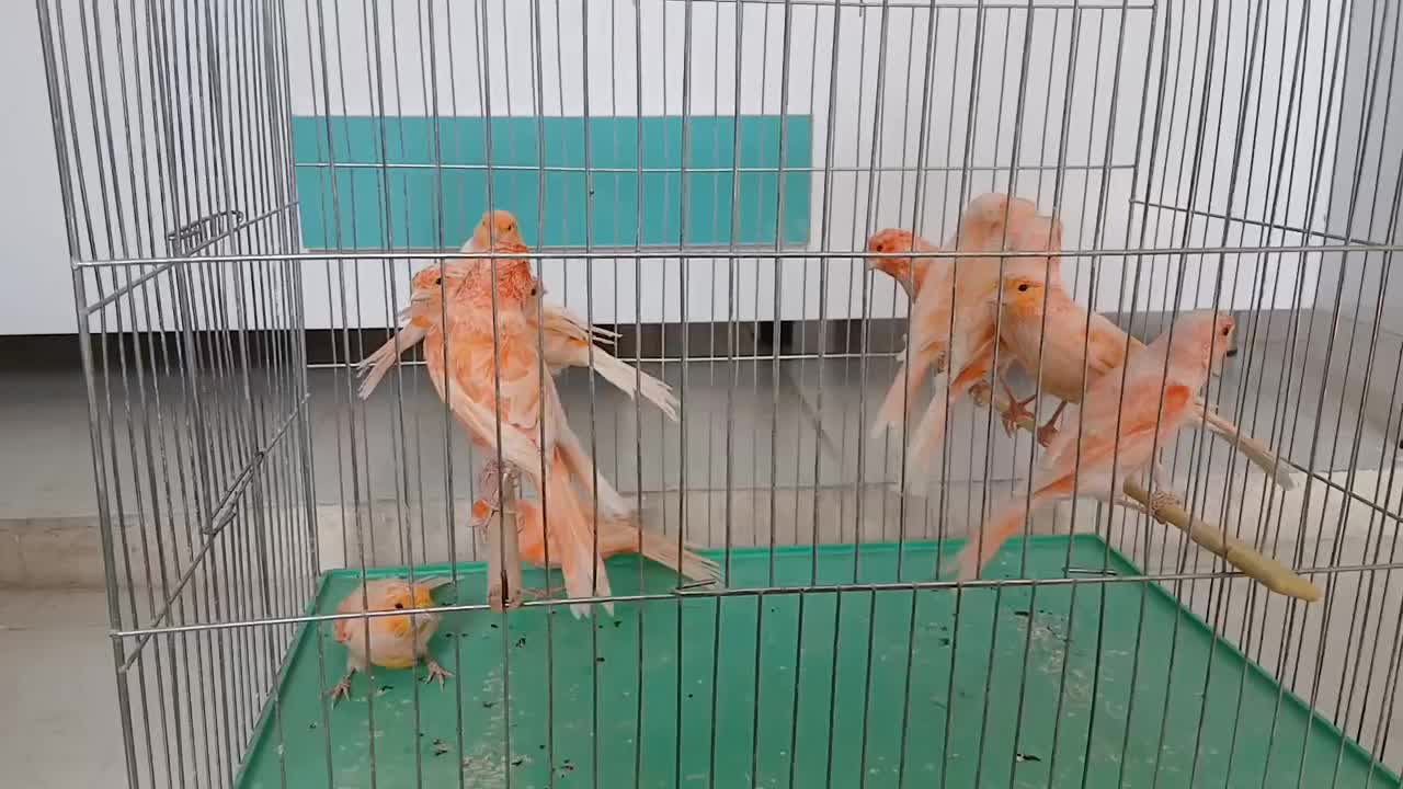 قناری سوپر برفکی درشت|پرنده|فولادشهر, مسکن مهر فولادشهر|دیوار