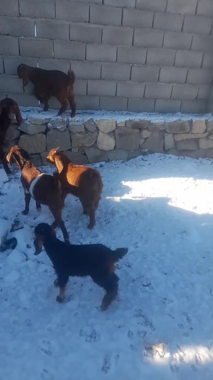 میش بره دار|حیوانات مزرعه|چناران, |دیوار