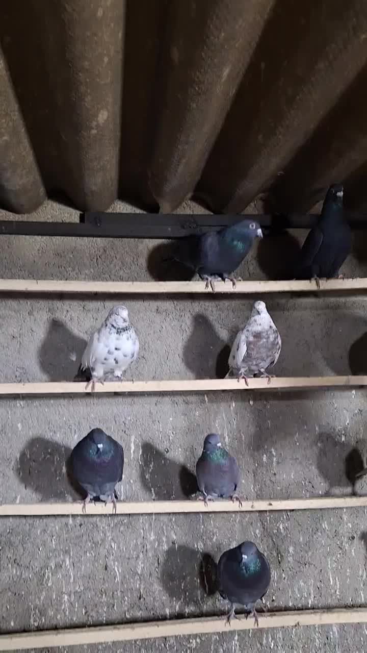 کفتر پرشی|پرنده|مشکیندشت, |دیوار