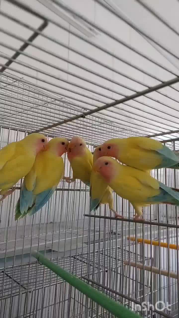 پاکوتاه نسل جدید خورشیدی دستی وسخنگوو...|پرنده|اصفهان, شیخ اشراق|دیوار