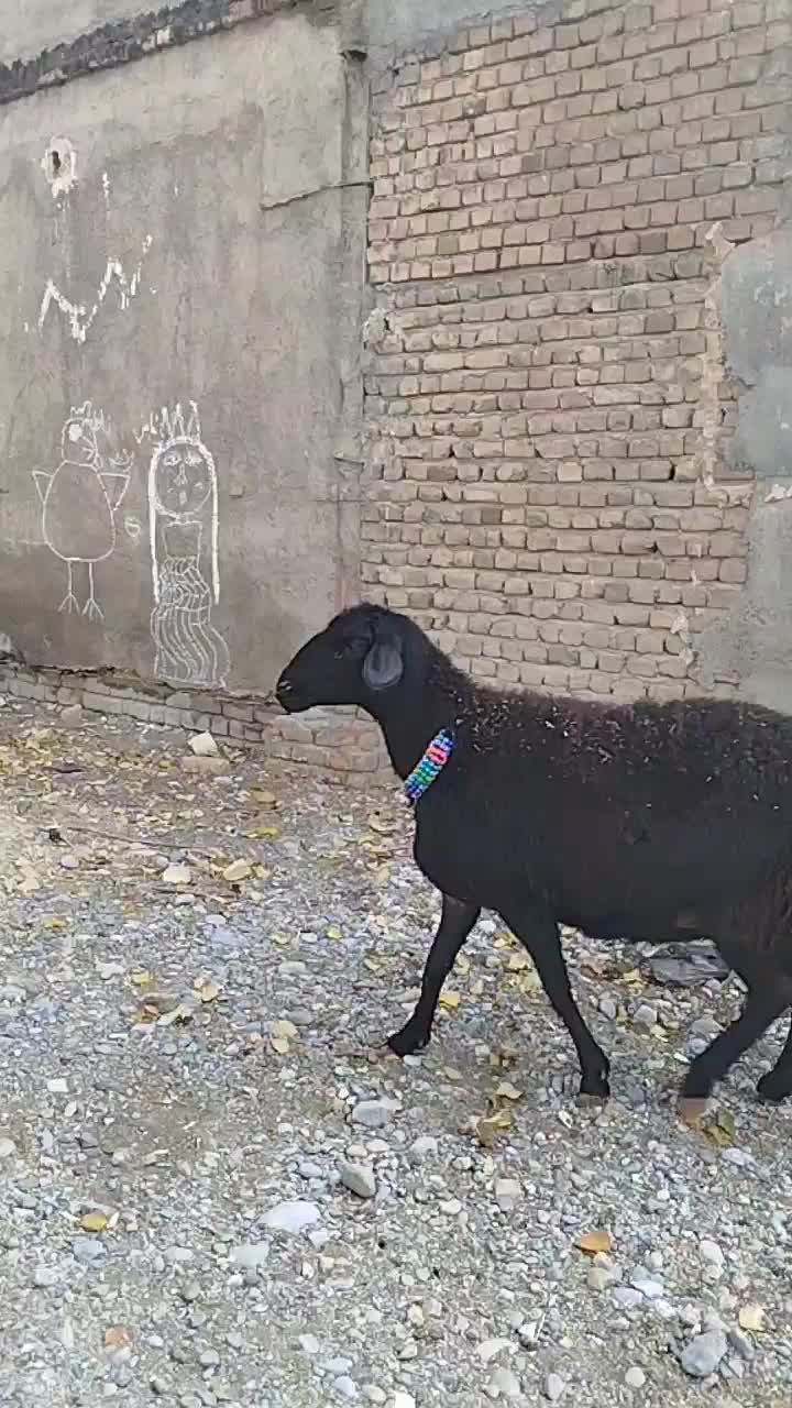 قزل افشار ابستن|حیوانات مزرعه|بروجرد, |دیوار