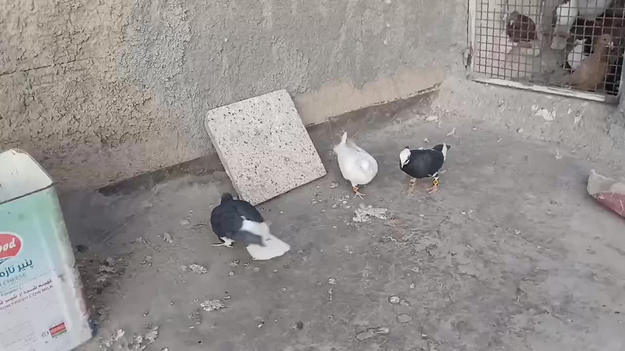 پرشی گرفتن ی|پرنده|نیشابور, مدرس|دیوار