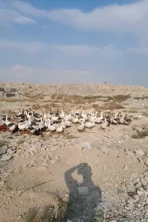 فروش غاز های نر و ماده|حیوانات مزرعه|صباشهر, |دیوار