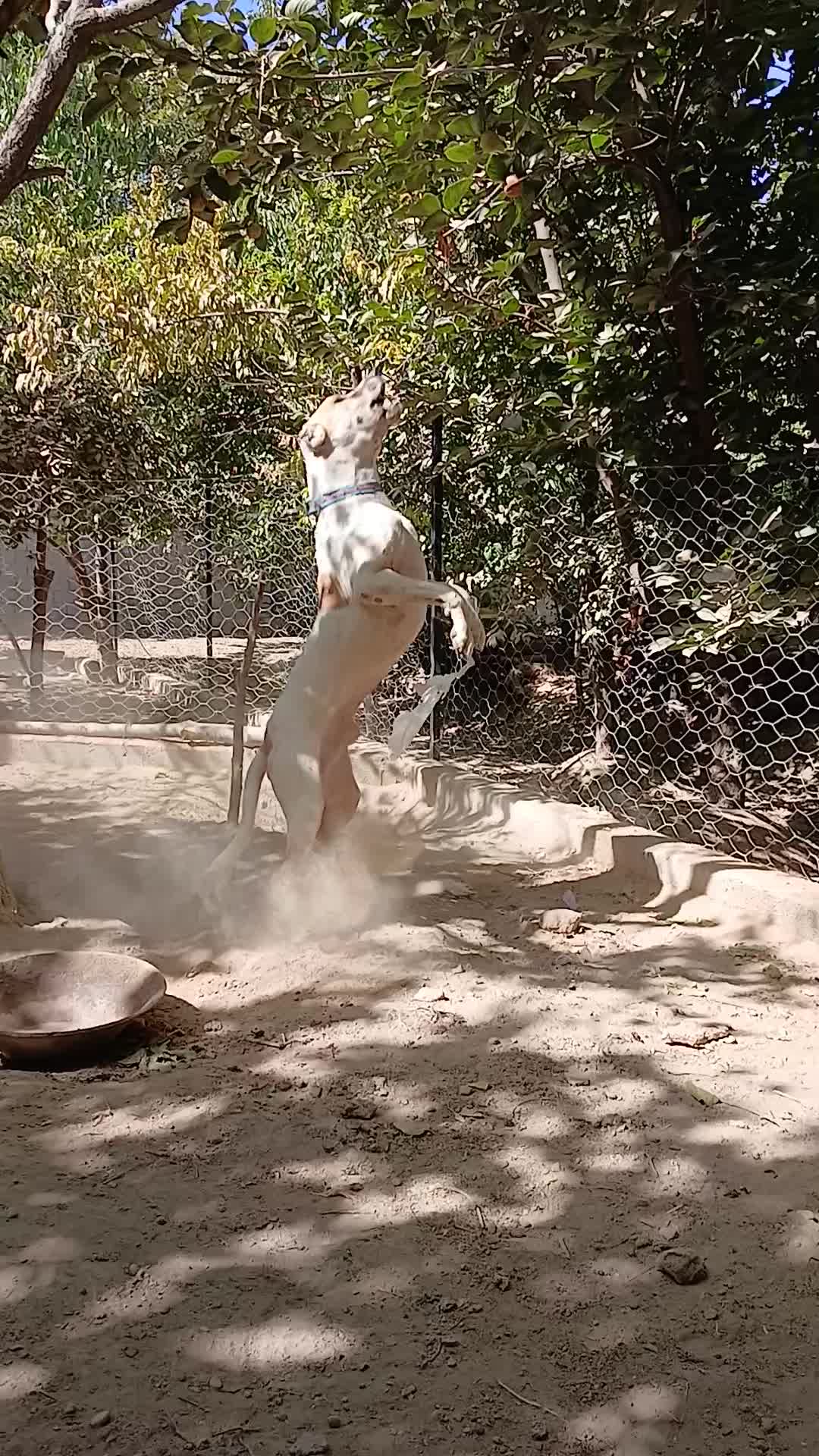 سگ نگهبان، افغان آلابای|سگ|شهریار, شهریار|دیوار