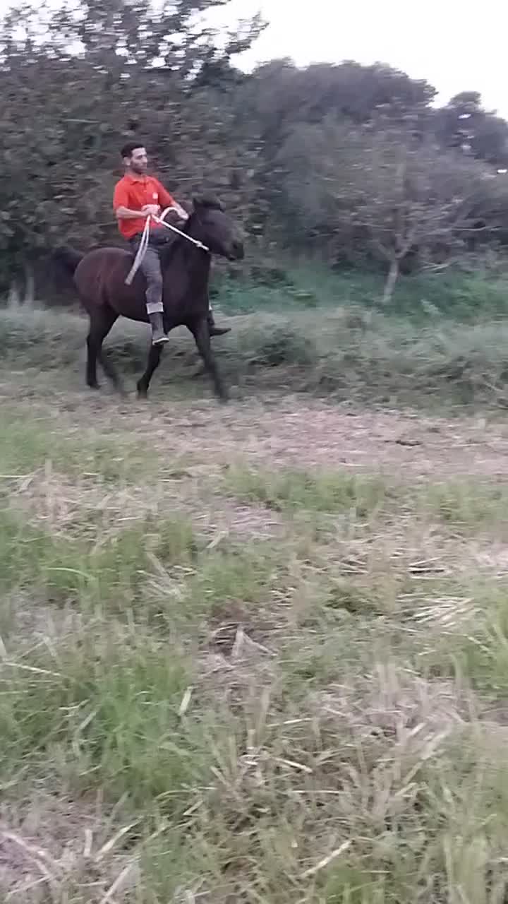 اسب کهر اخته یرنگ سال6|اسب و تجهیزات اسبسواری|لنگرود, |دیوار