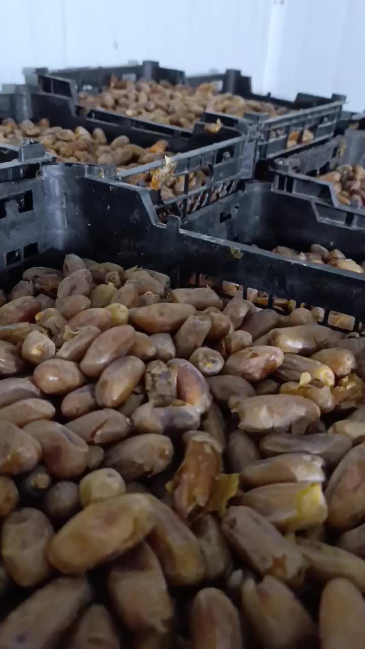 خرما|خوردنی و آشامیدنی|اوز, |دیوار