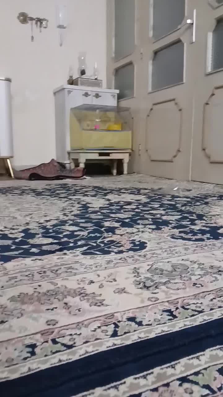 قناری جفت موزایکی|پرنده|قم, زند آباد|دیوار