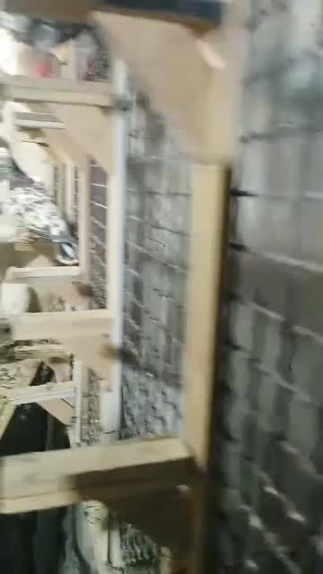 سار و سرور کبوتر در پرنده|پرنده|مشهد, شهید رضوی|دیوار