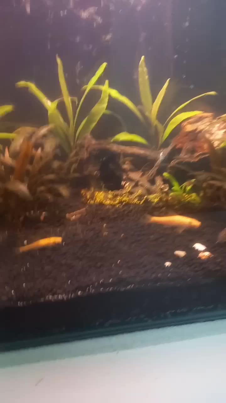 ماهی گوپی آکواریوم|ماهی|نقده, |دیوار