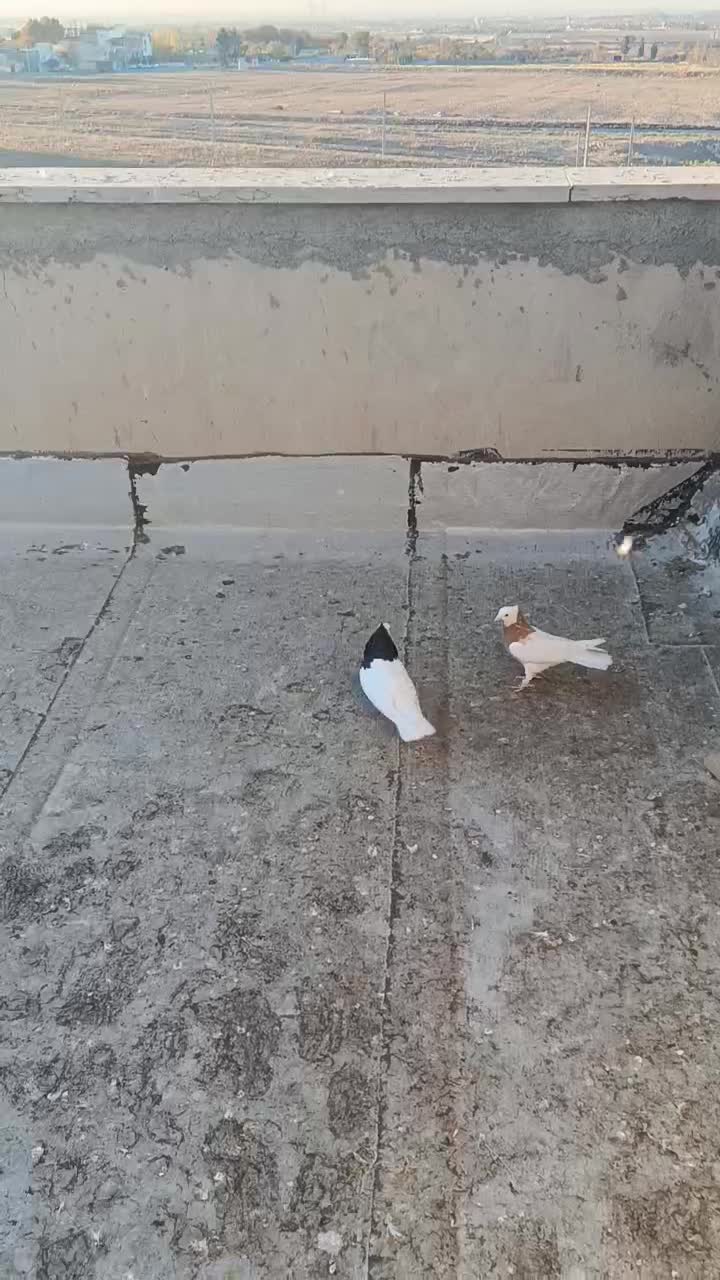 جفت نر پرنده طوقی|پرنده|قزوین, |دیوار