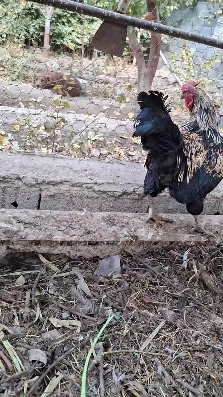 خروس|حیوانات مزرعه|اصفهان, ارداجی|دیوار