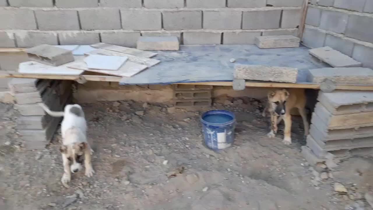 ۲ تا توله خراسانی درجه ۱|سگ|شیروان (خراسان), |دیوار