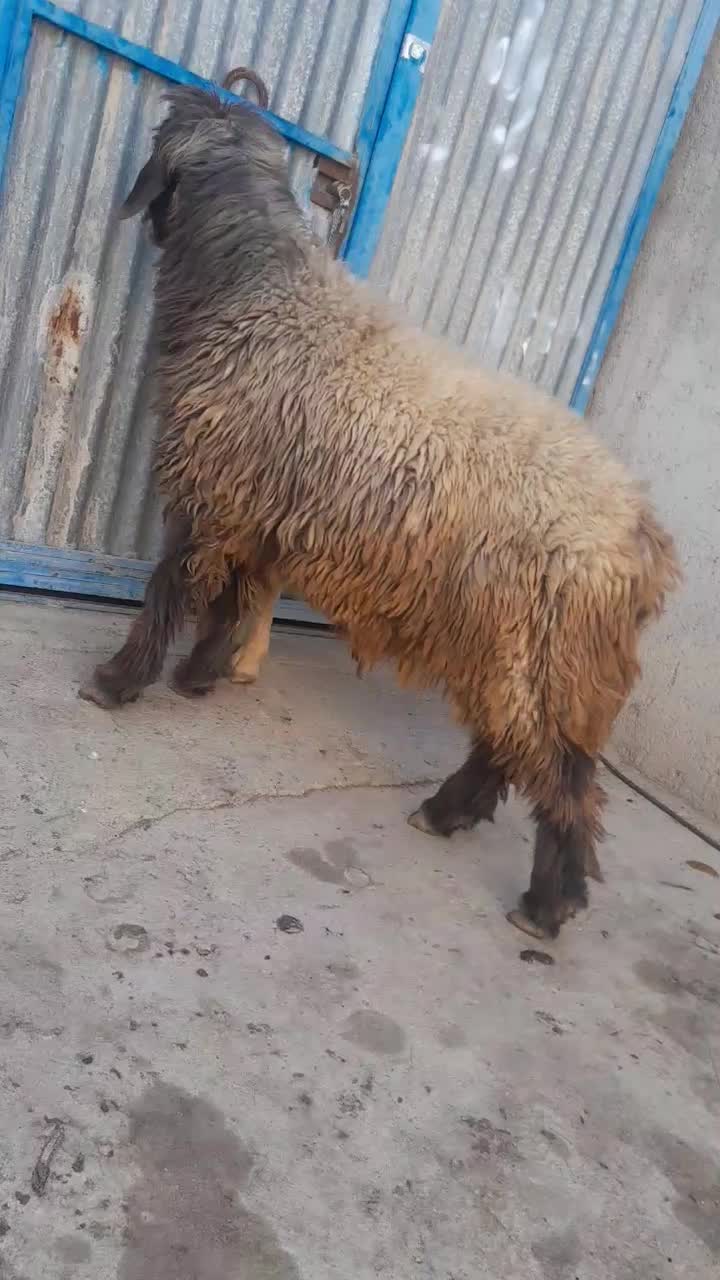 کوهه قوچ بزری بشرت میش رون|حیوانات مزرعه|جهرم, |دیوار