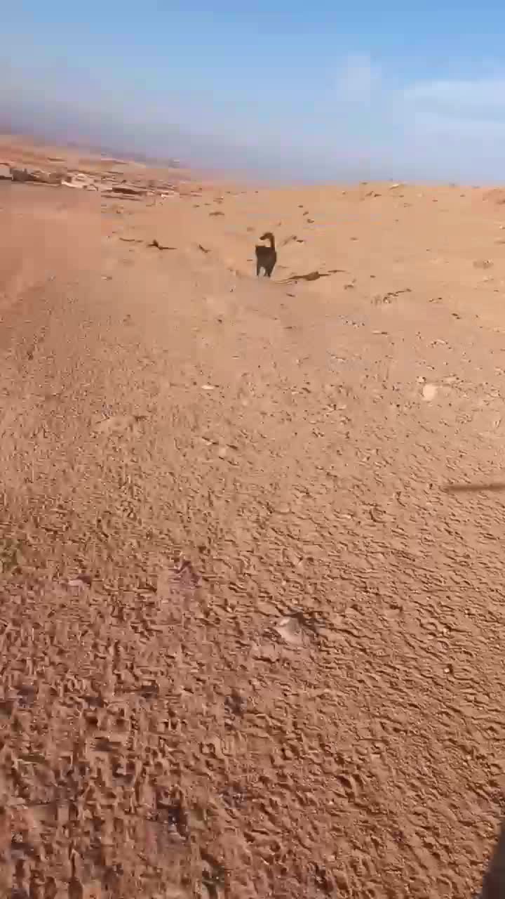 فروشی|سگ|باروق, |دیوار