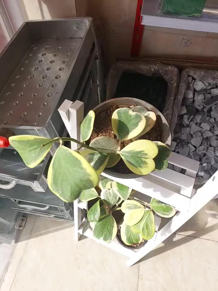 گل خاص و زیبا|گل و گیاه طبیعی|شیراز, رازی|دیوار