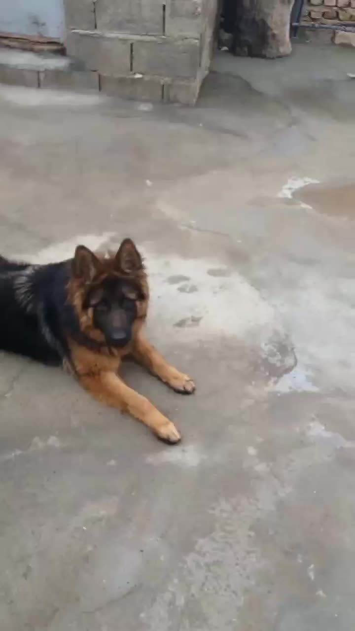 تیدا|سگ|ایلام, |دیوار