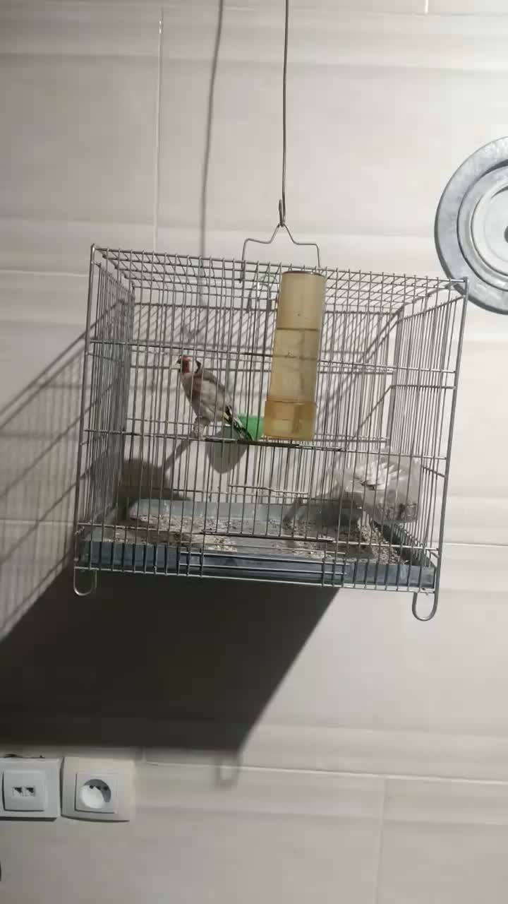 کهنه سیره و سیره قناری دهندار|پرنده|بروجرد, |دیوار