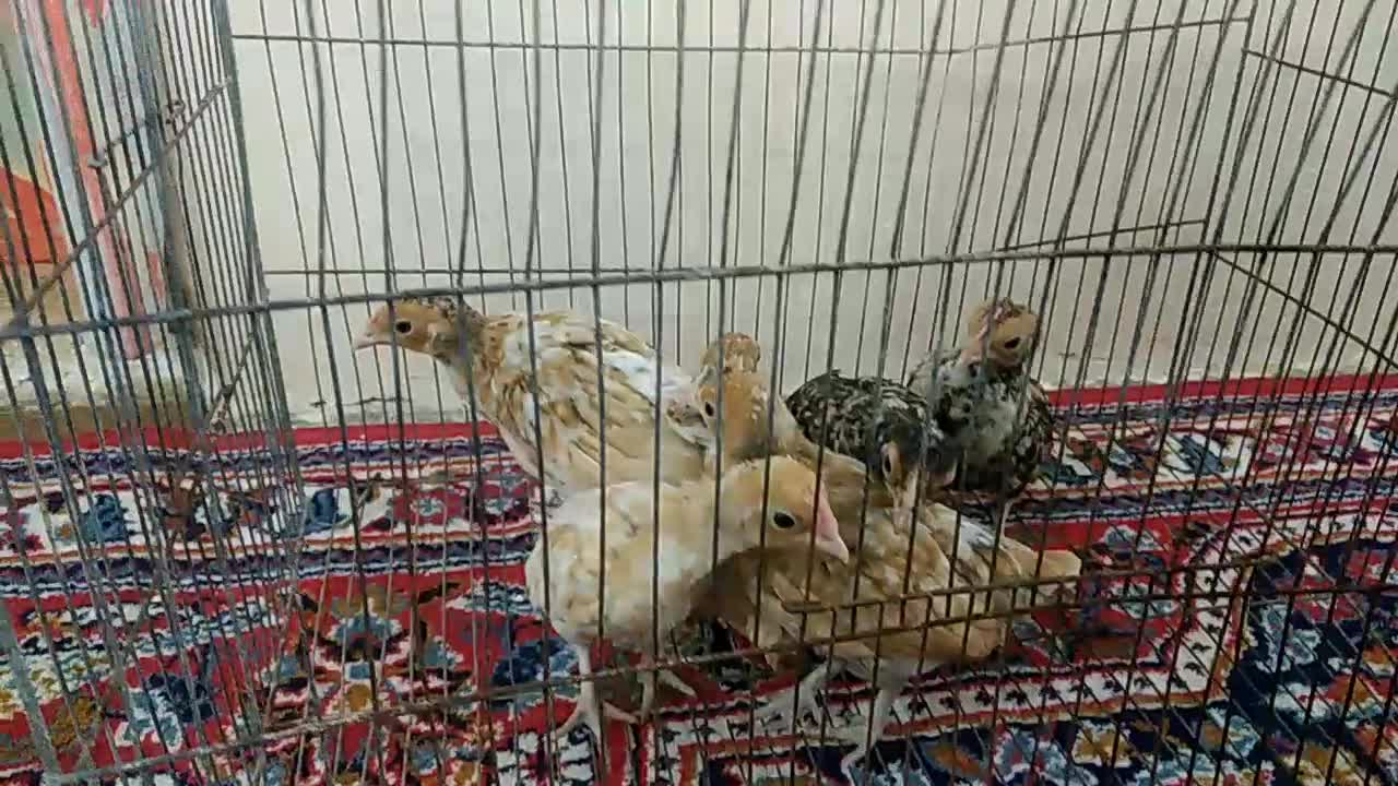 جوجه سیبرایت|حیوانات مزرعه|کردکوی, |دیوار