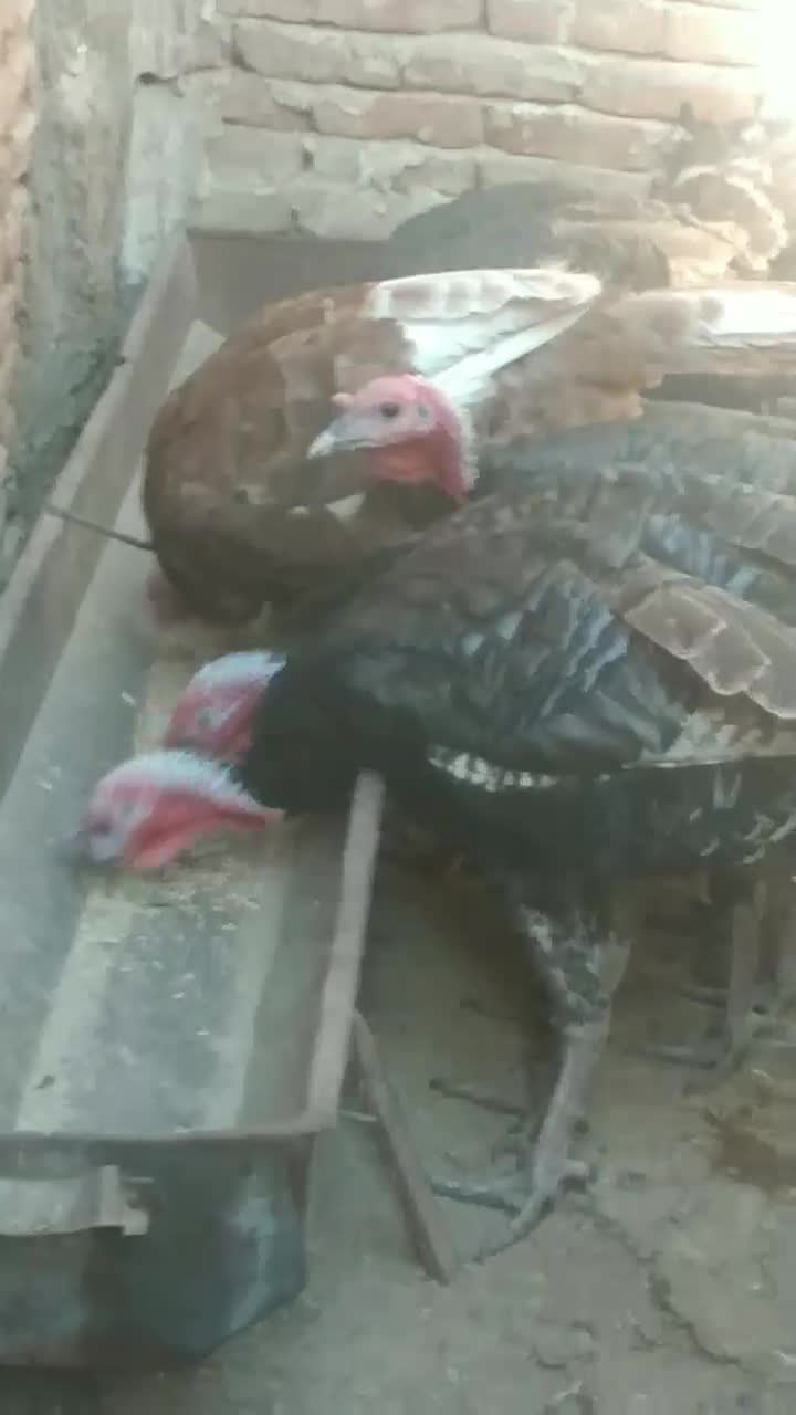 ده،عددبوقلمون،نرروستای|حیوانات مزرعه|خسروشاه, |دیوار