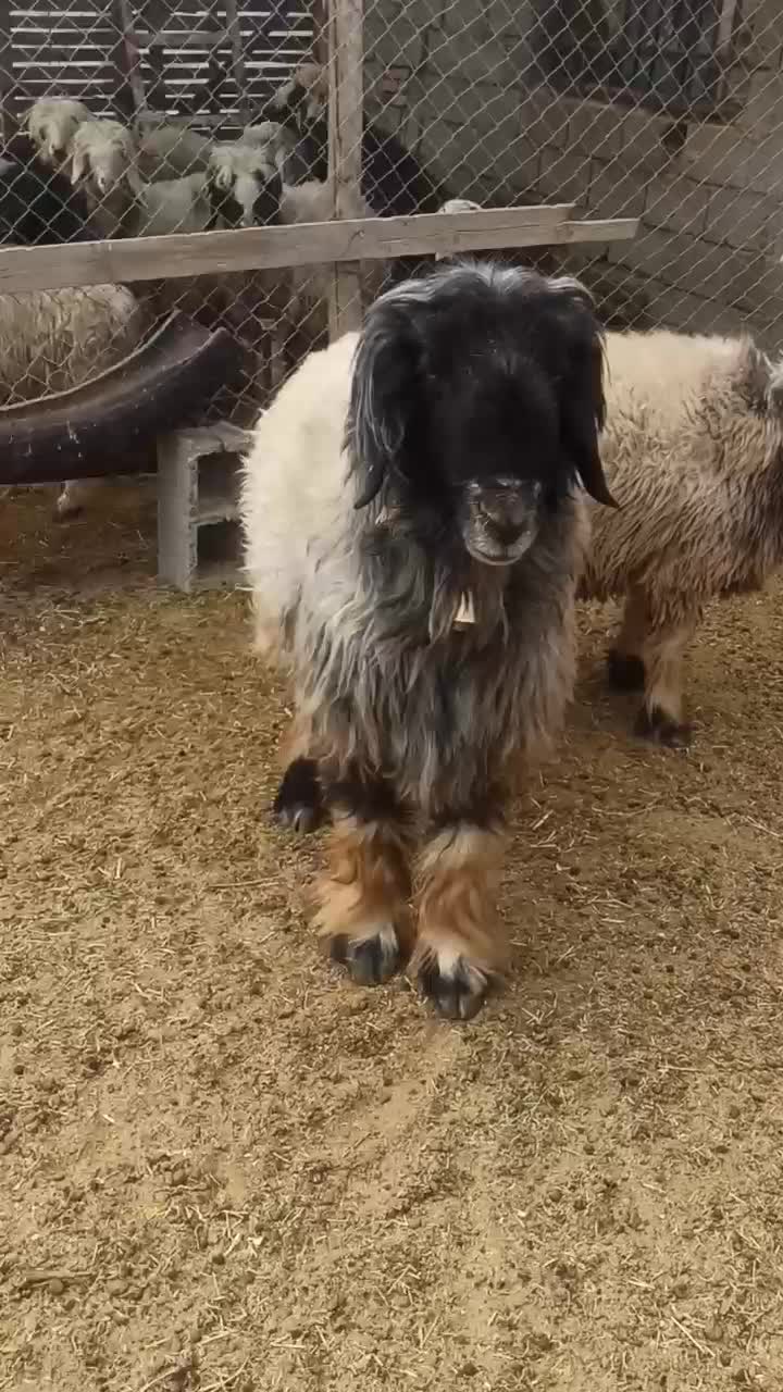 قوچ و بره|حیوانات مزرعه|فرخ‌شهر, |دیوار