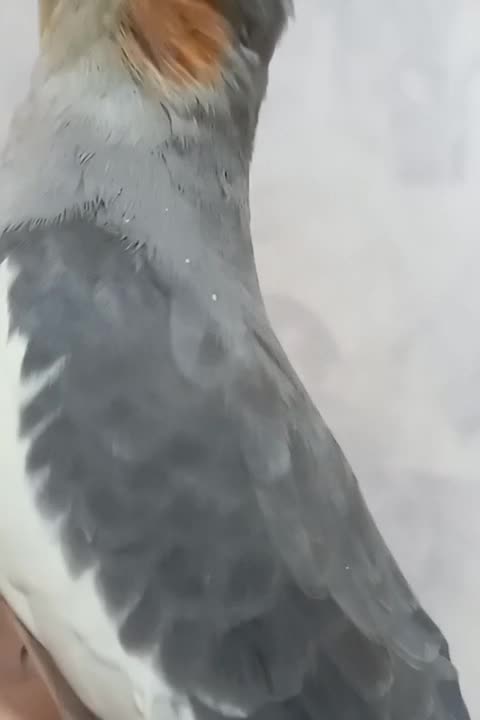 عروس هلندی سینامون ماده با قفس و لوازم|پرنده|پاکدشت, پاکدشت (مامازند)|دیوار