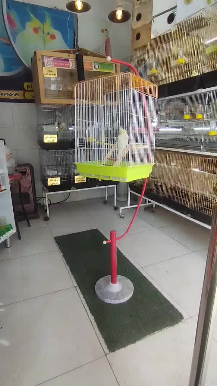 عروس هلندی پرورشگاه طوطیسان|پرنده|خمینیشهر, |دیوار