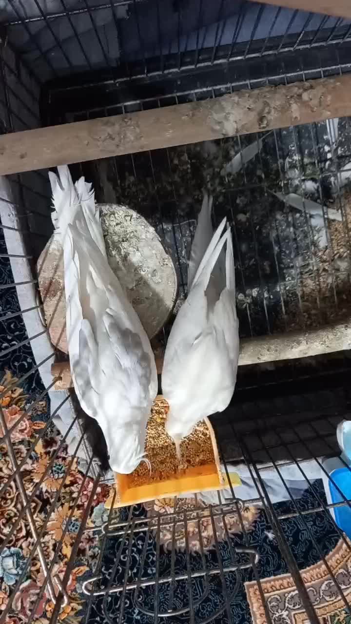 یک جفت البینو دوکت|پرنده|شهریار, شهرک امیریه|دیوار