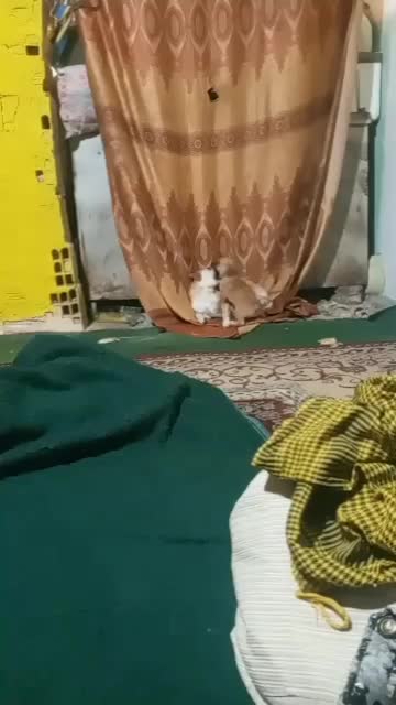 سگ کچلو قیمت 1700 بخدا قسم پایین تر قیمت زدم|سگ|بم, |دیوار