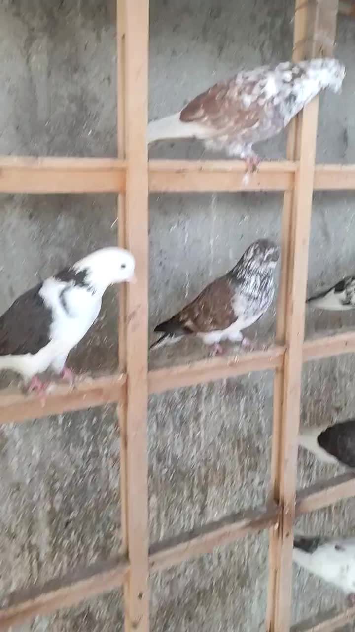 کبوتر پرشی ۴۳عدد|پرنده|بابل, |دیوار